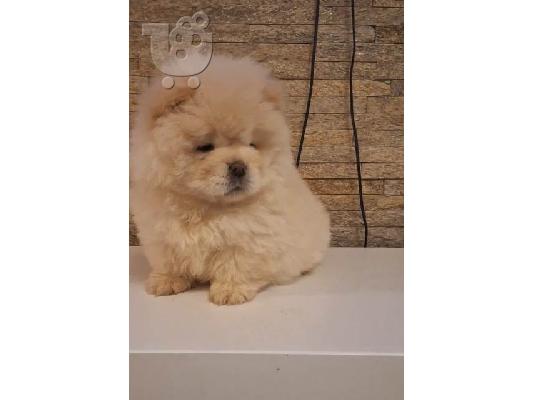 Κουτάβια Chow Chow